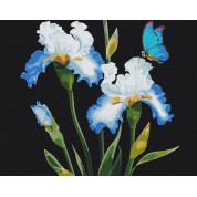 Irises flowers number painting kit with frame